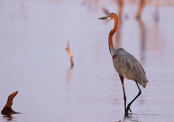 Goliath heron - Matusadona NP