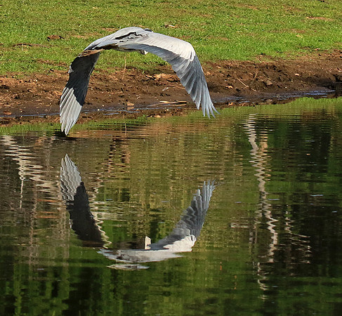 Grey heron - Malilangwe