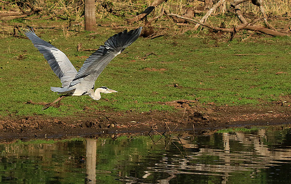 Grey heron - Malilangwe