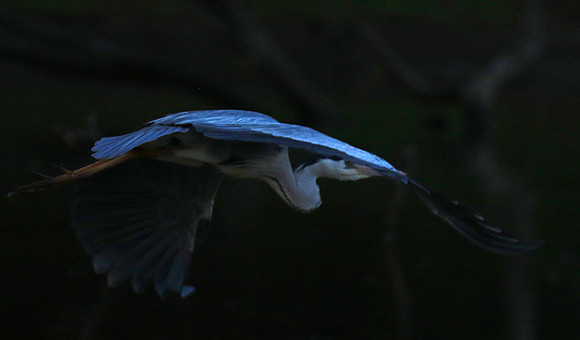 Grey heron - Malilangwe