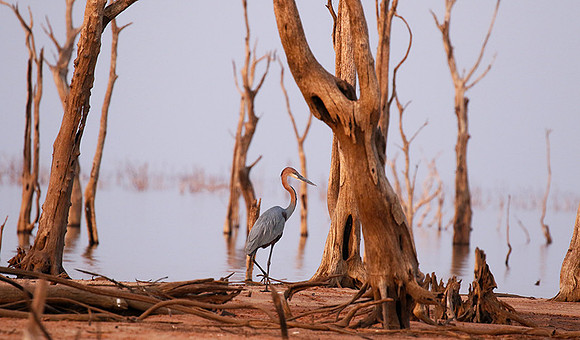 Goliath heron - Matusadona NP