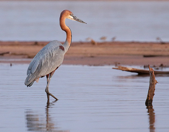 Goliath heron - Matusadona NP