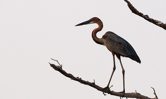 Goliath heron - Matusadona NP