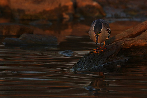 Green-backed heron - Malilangwe