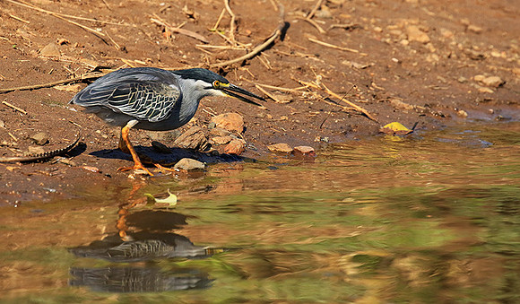 Green-backed heron - Malilangwe