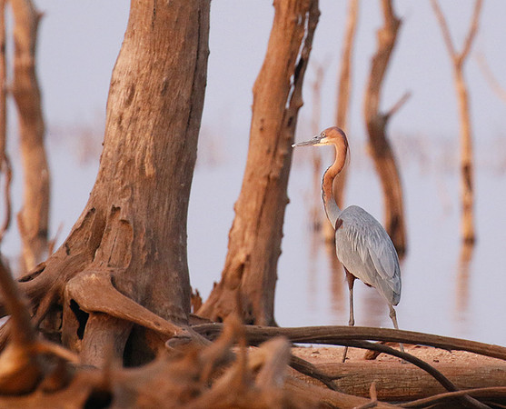 Goliath heron - Matusadona NP