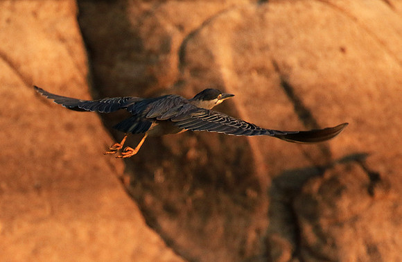Green-backed heron - Malilangwe