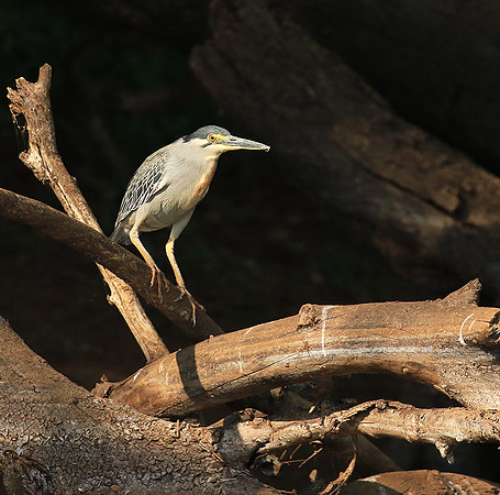 Green-backed heron - Malilangwe