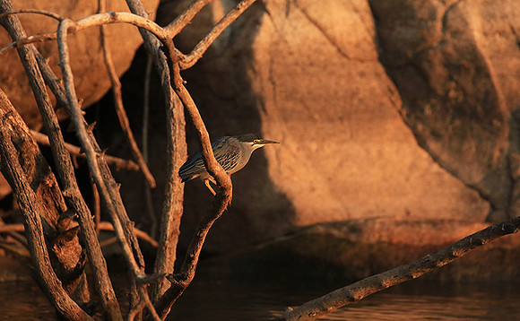 Green-backed heron - Malilangwe