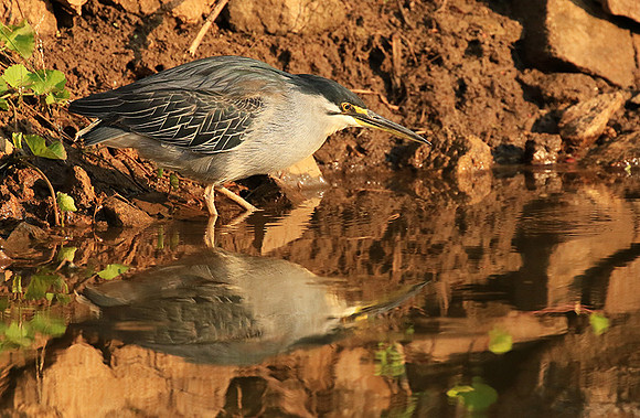 Green-backed heron - Malilangwe