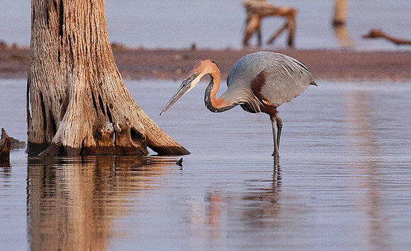 Goliath heron - Matusadona NP