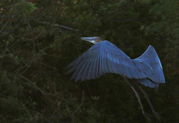 Goliath heron - Malilangwe