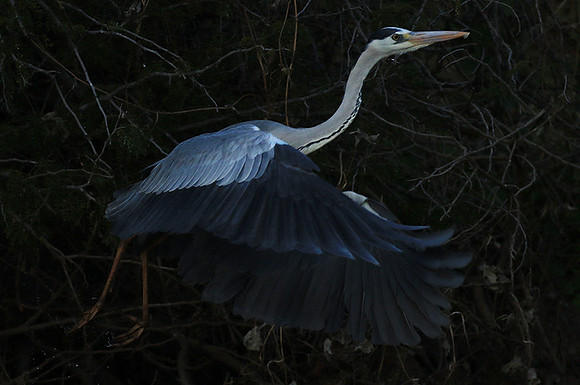 Grey heron - Malilangwe
