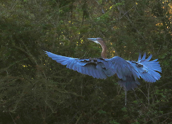 Goliath heron - Malilangwe