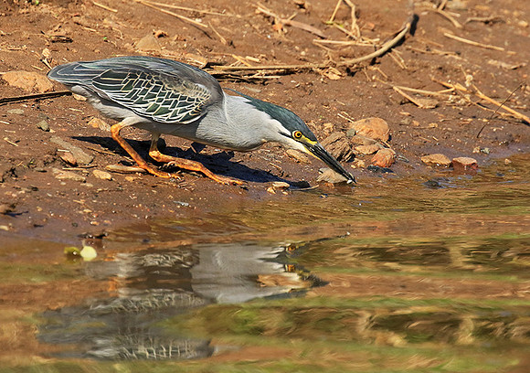 Green-backed heron - Malilangwe