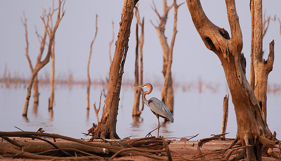 Goliath heron - Matusadona NP