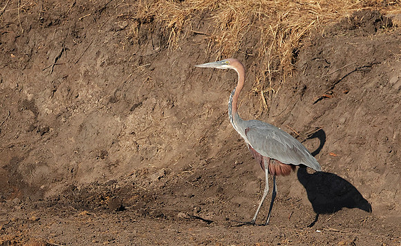 Goliath heron - Hwange NP