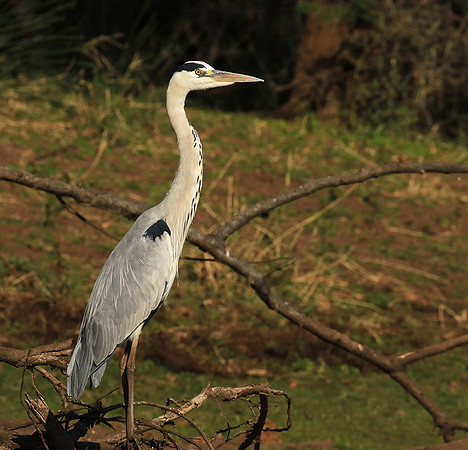 Grey heron - Malilangwe