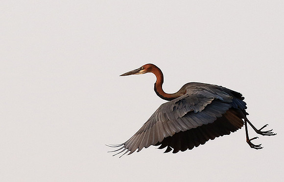 Goliath heron - Matusadona NP