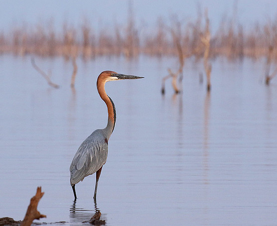 Goliath heron - Matusadona NP