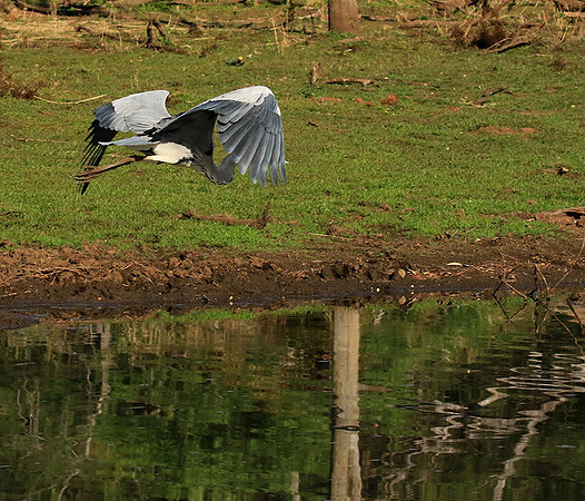 Grey heron - Malilangwe