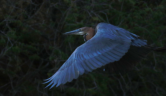 Goliath heron - Malilangwe