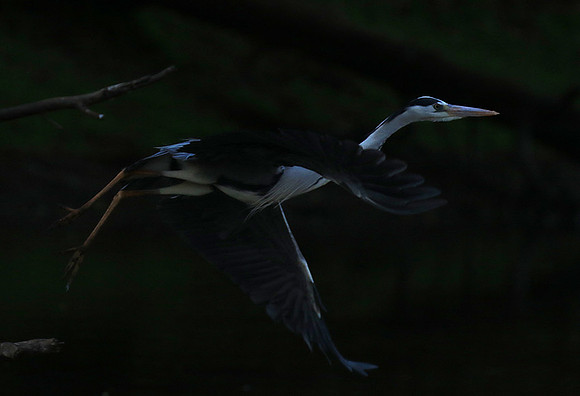 Grey heron - Malilangwe