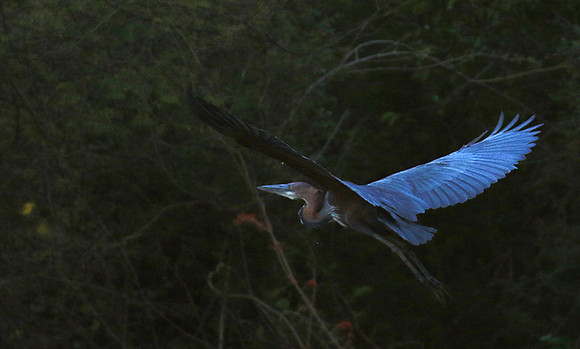 Goliath heron - Malilangwe