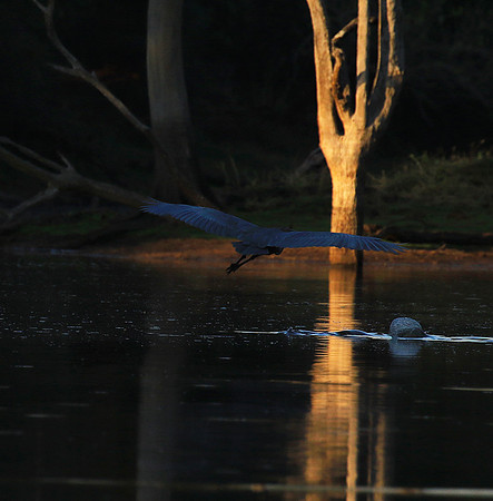 Goliath heron - Malilangwe