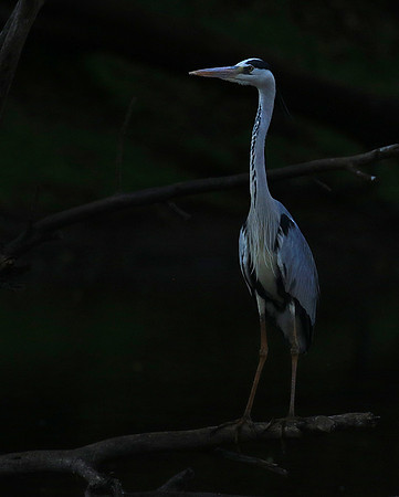 Grey heron - Malilangwe