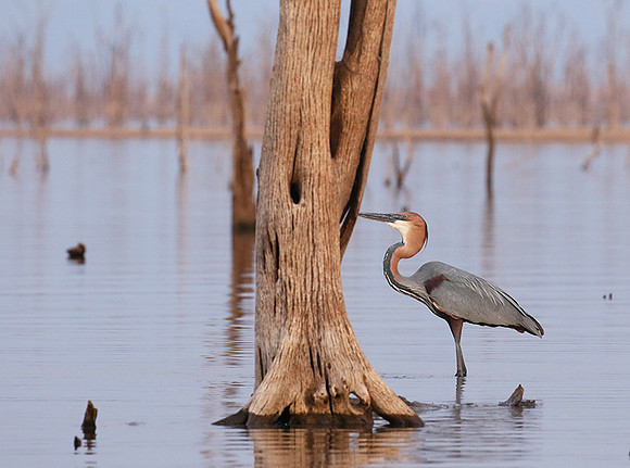 Goliath heron - Matusadona NP