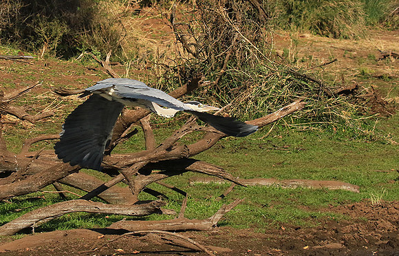 Grey heron - Malilangwe