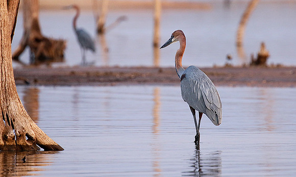 Goliath heron - Matusadona NP