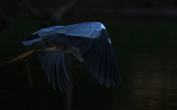 Grey heron - Malilangwe