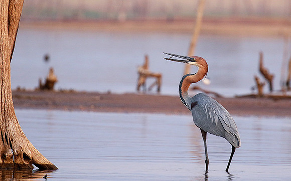 Goliath heron - Matusadona NP