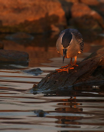 Green-backed heron - Malilangwe