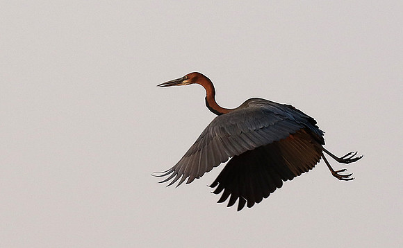 Goliath heron - Matusadona NP