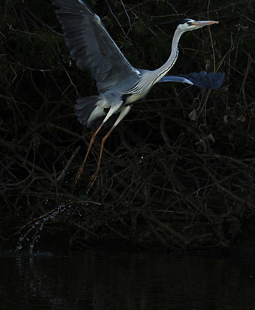 Grey heron - Malilangwe