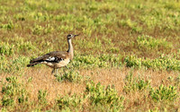 Denham's bustard - Liuwa Plain NP