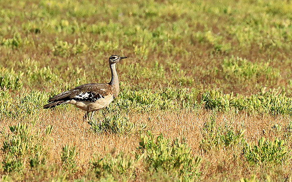 Denham's bustard - Liuwa Plain NP