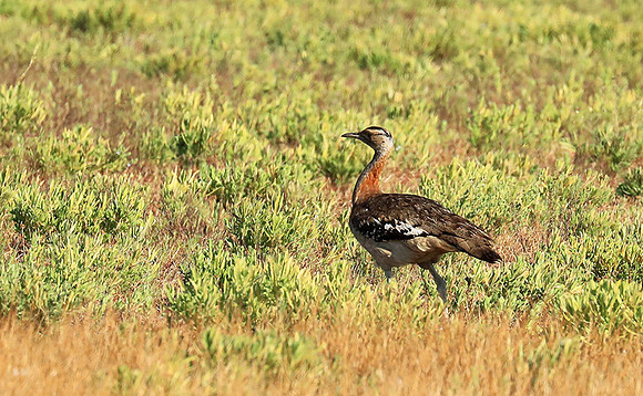 Denham's bustard - Liuwa Plain NP