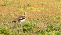 Denham's bustard - Liuwa Plain NP