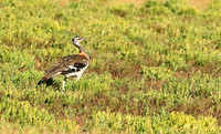 Denham's bustard - Liuwa Plain NP