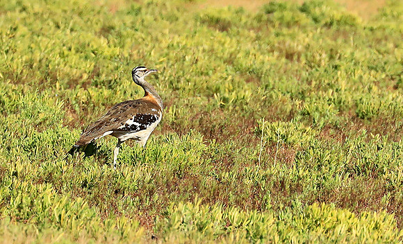 Denham's bustard - Liuwa Plain NP