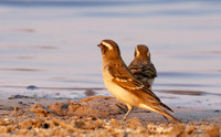 Yellow-throated petronia