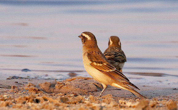 Yellow-throated petronia