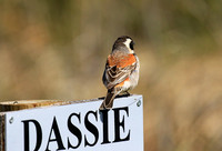 Cape sparrow