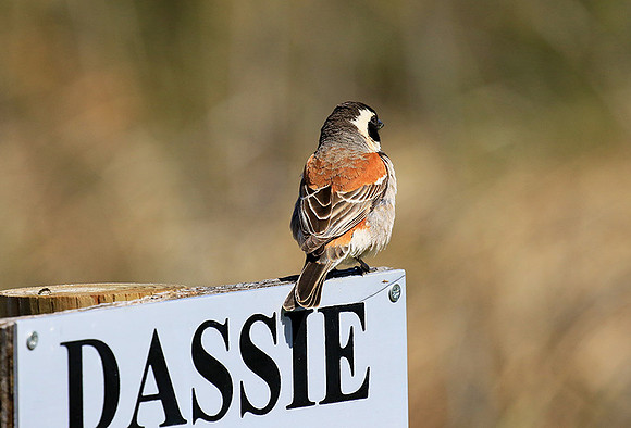 Cape sparrow