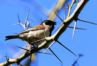 Cape sparrow