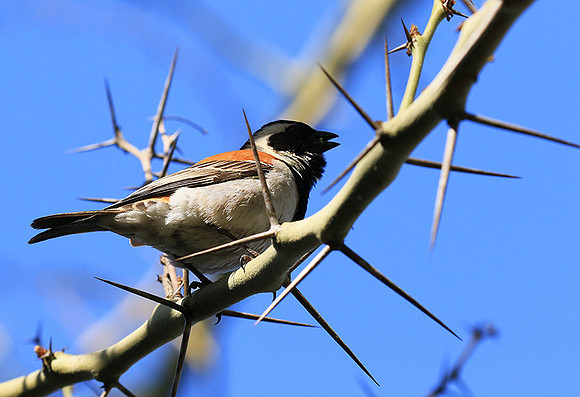 Cape sparrow